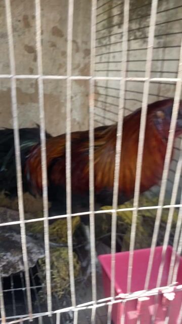 Gà Peru trống 6 tháng. Mua bán Gà tại Thành phố Thủ Đức Tp Hồ Chí Minh được đăng bởi Mua Ban Lens may anh gia re Thu Duc hình 1