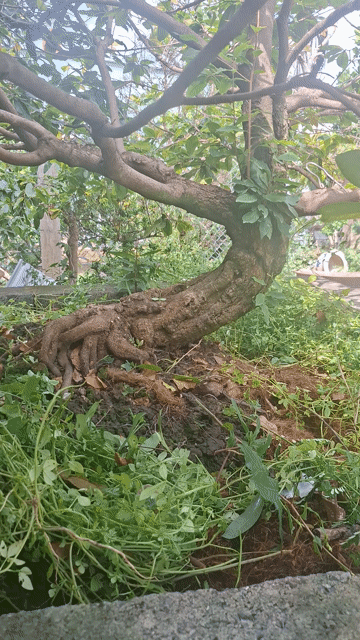 Mai vàng thân xù tiểu cảnh sân vườn. Mua bán Cây cảnh, đồ trang trí tại Huyện Tháp Mười Đồng Tháp được đăng bởi Vinh Le hình 1