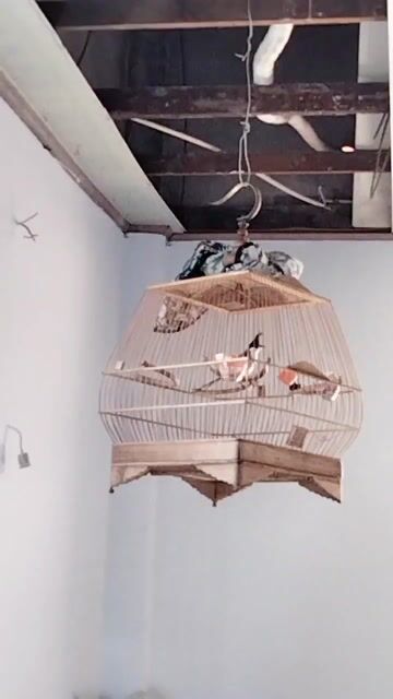 Chim Bổi 1 mùa Chạy cầu. Mua bán Chim tại Quận Tân Phú Tp Hồ Chí Minh được đăng bởi bi hình 1