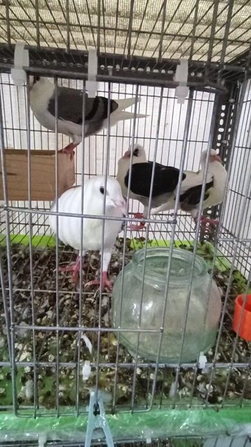 Cánh màu 4 em giá sinh viên. Mua bán Chim tại Quận 6 Tp Hồ Chí Minh được đăng bởi huỳnh hùng hình 1