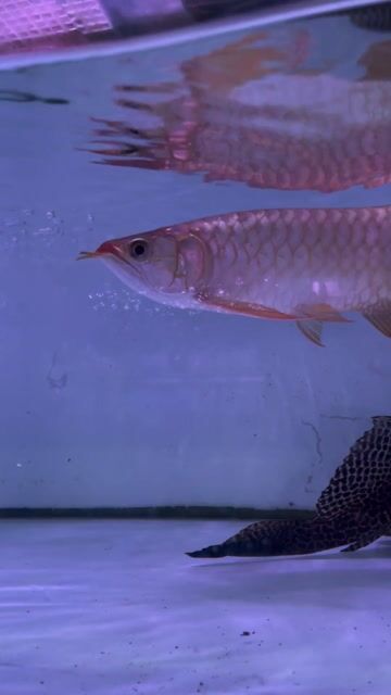 Huyết Long U30. Mua bán Thú cưng khác tại Quận Bình Tân Tp Hồ Chí Minh được đăng bởi Bình hình 1