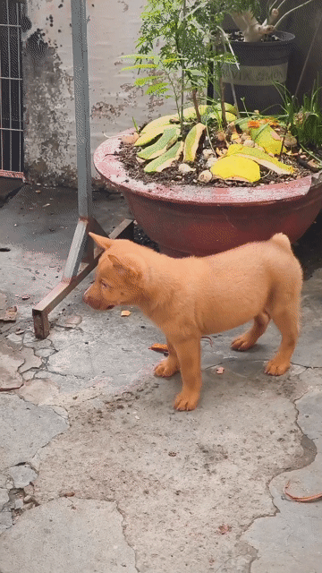 Chó Mông Cộc Đực Vàng Đậm + Lưỡi Đen (Chuẩn Giống). Mua bán Chó tại Quận Gò Vấp Tp Hồ Chí Minh được đăng bởi Shop SH Và Chó Cộc Sài Gòn hình 1