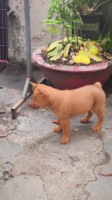 Chó Mông Cộc Đực Vàng Đậm + Lưỡi Đen (Chuẩn Giống). Mua bán Chó tại Quận Gò Vấp Tp Hồ Chí Minh được đăng bởi Shop SH Và Chó Cộc Sài Gòn hình 1