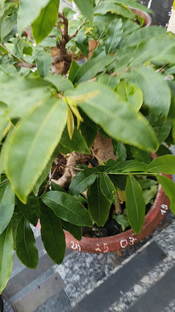 Mai bonsai 60cm 2 năm tán đều. Mua bán Cây cảnh, đồ trang trí tại Thành phố Thủ Đức Tp Hồ Chí Minh được đăng bởi vinhcaycanh hình 1