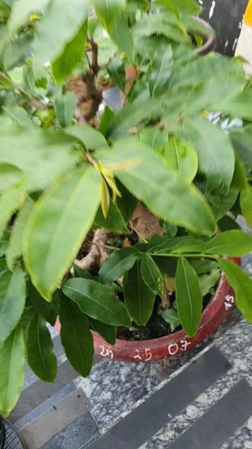 Mai bonsai 60cm 2 năm tán đều. Mua bán Cây cảnh, đồ trang trí tại Thành phố Thủ Đức Tp Hồ Chí Minh được đăng bởi vinhcaycanh hình 1