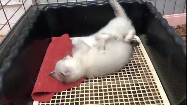 Mèo anh lông ngắn xinh yêu tìm chủ. Mua bán Mèo tại Huyện Đan Phượng Hà Nội được đăng bởi Tạo hình 1