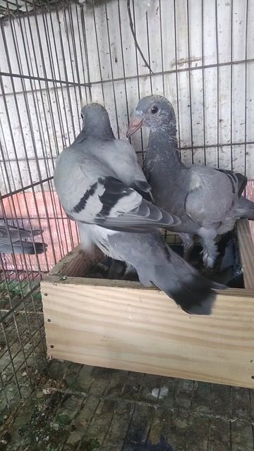Chim bồ câu Thái đua Xám Chim con. Mua bán Chim tại Quận 6 Tp Hồ Chí Minh được đăng bởi Quân hình 1