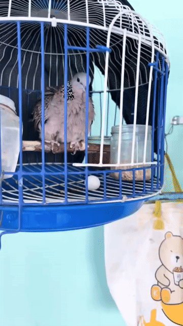 Chim cu Lai Mã Lai Cái đang rớt trứng. Mua bán Chim tại Thành phố Dĩ An Bình Dương được đăng bởi ken hình 1
