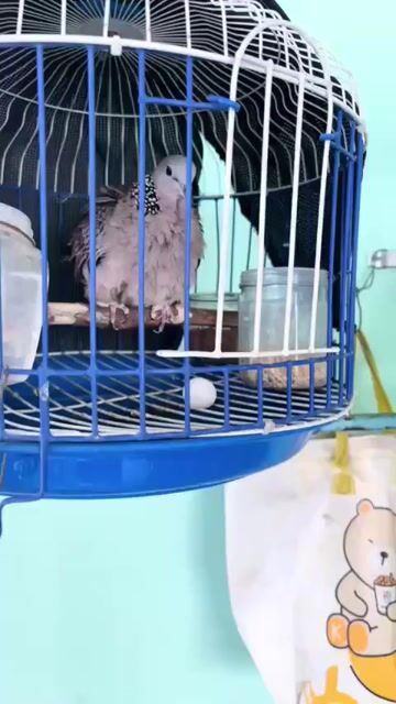 Chim cu Lai Mã Lai Cái đang rớt trứng. Mua bán Chim tại Thành phố Dĩ An Bình Dương được đăng bởi ken hình 1