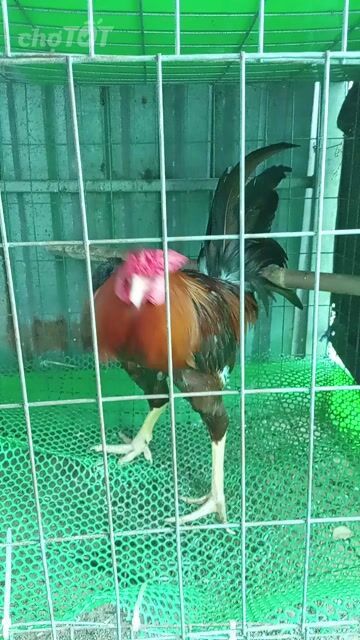 khét vàng Simon 3.2kg ne nhẹ lườn . Mua bán Gà tại Huyện Bình Chánh Tp Hồ Chí Minh được đăng bởi A dũng kê  hình 1