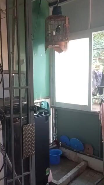 Chim chào mào hai mùa hót nhiều. Mua bán Chim tại Quận Tân Phú Tp Hồ Chí Minh được đăng bởi Huỳnh Hùng hình 1