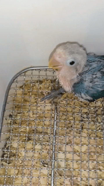 VẸT LOVEBIRD ĐẦU TRẮNG SẠCH MÌNH XANH. Mua bán Chim tại Quận Gò Vấp Tp Hồ Chí Minh được đăng bởi Phương Mai hình 1