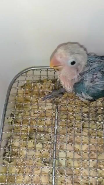VẸT LOVEBIRD ĐẦU TRẮNG SẠCH MÌNH XANH. Mua bán Chim tại Quận Gò Vấp Tp Hồ Chí Minh được đăng bởi Phương Mai hình 1