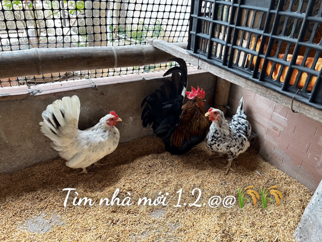 cần chia 3 gà tre thái. Mua bán Gà tại Huyện Thanh Bình Đồng Tháp được đăng bởi Tình nèe hình 1