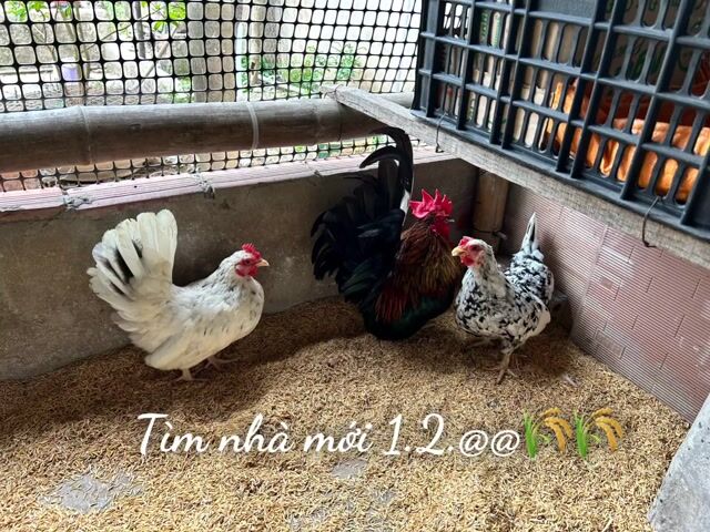 cần chia 3 gà tre thái. Mua bán Gà tại Huyện Thanh Bình Đồng Tháp được đăng bởi Tình nèe hình 1