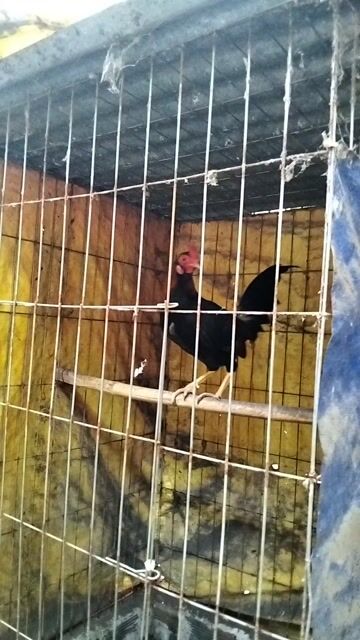 Gà trống 7 tháng. Mua bán Gà tại Huyện Trảng Bàng Tây Ninh được đăng bởi Phúc hình 1