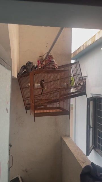 Chim chào mào Đen trắng. Mua bán Chim tại Quận Liên Chiểu Đà Nẵng được đăng bởi Hùng hình 1