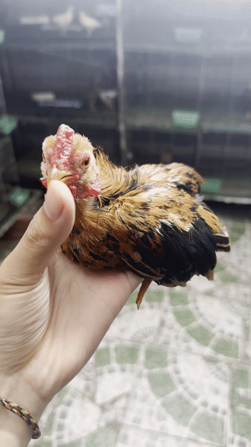 Gà Tre Bắc Cộc 3.5 tháng Bò cháy. Mua bán Gà tại Quận Hà Đông Hà Nội được đăng bởi Đặng Hoàng Anh hình 1