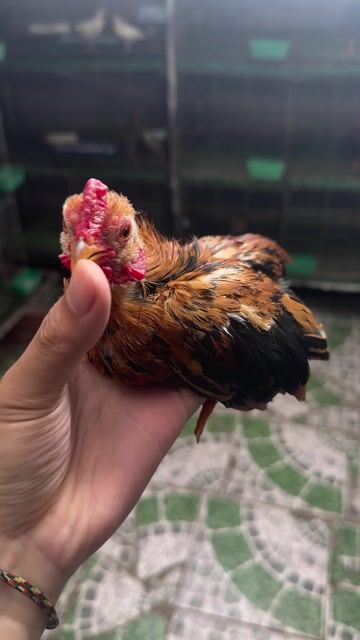 Gà Tre Bắc Cộc 3.5 tháng Bò cháy. Mua bán Gà tại Quận Hà Đông Hà Nội được đăng bởi Đặng Hoàng Anh hình 1