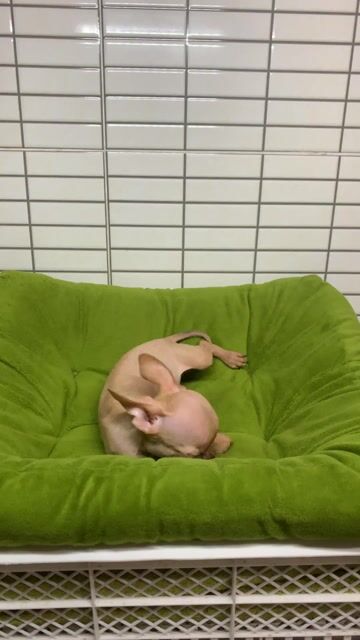 Chó Chihuahua Teacup đực. Mua bán Chó tại Quận 8 Tp Hồ Chí Minh được đăng bởi Nguyễn Mạnh  hình 1