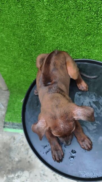 Chó phú quốc Vện Lửa dòng to