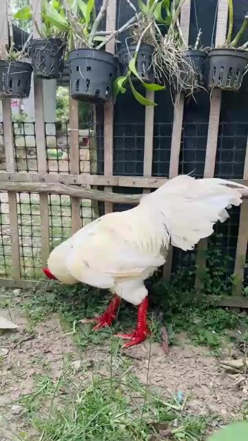 Bướm nọc 4kg450. Mua bán Gà tại Huyện Chợ Mới An Giang được đăng bởi Gaco hình 1