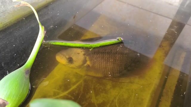 Cá tai tượng. Mua bán Thú cưng khác tại Thành phố Thủ Dầu Một Bình Dương được đăng bởi Bảo Bảo  hình 1