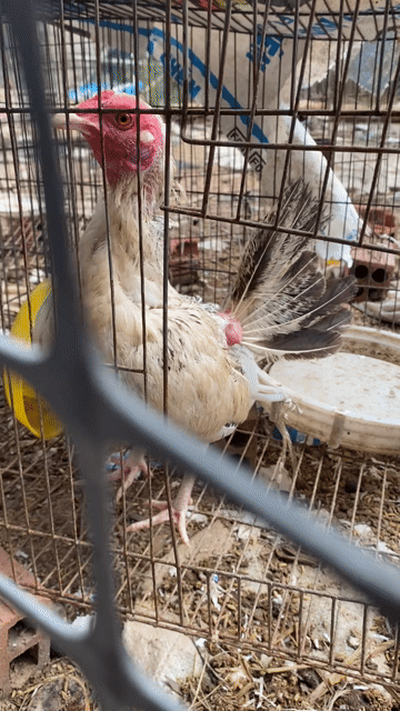 Gà kiểng gl che nòi. Mua bán Gà tại Quận Bình Tân Tp Hồ Chí Minh được đăng bởi trại gà gò công hình 1