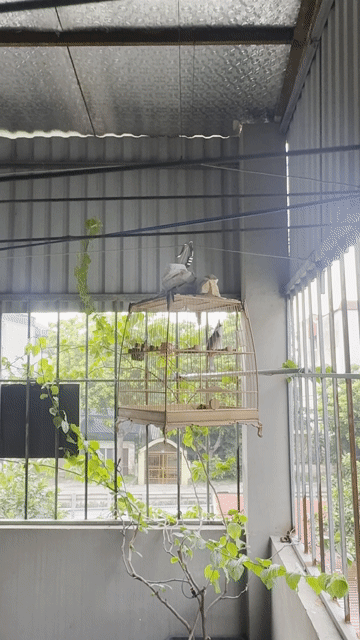 mao lân tê bộ khung chim thi. Mua bán Chim tại Huyện Đông Anh Hà Nội được đăng bởi anh hai hình 1