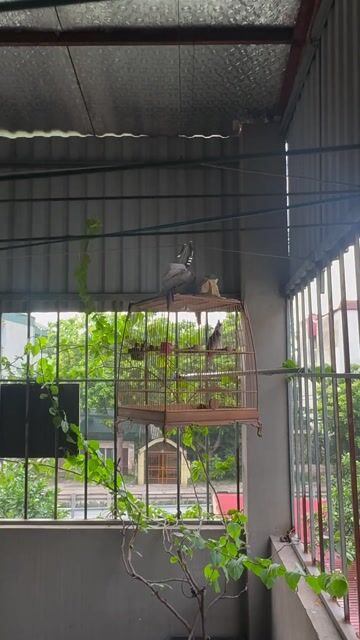 mao lân tê bộ khung chim thi. Mua bán Chim tại Huyện Đông Anh Hà Nội được đăng bởi anh hai hình 1