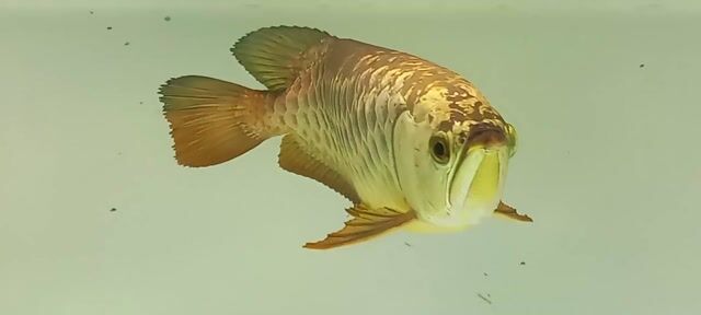 Cá Rồng Quá Bối  fufhamles size 45. Mua bán Thú cưng khác tại Quận 12 Tp Hồ Chí Minh được đăng bởi Trung Thành  hình 1