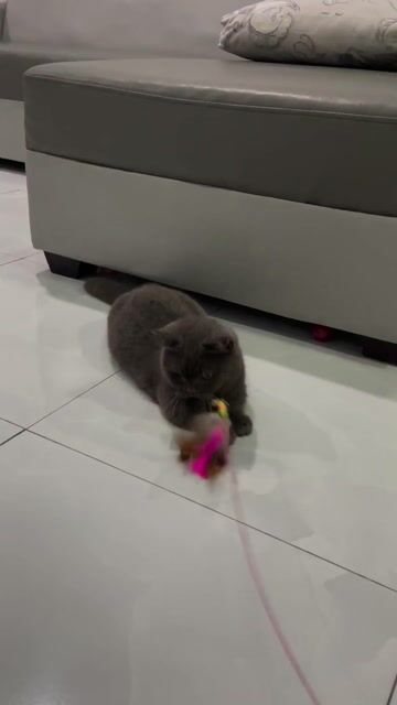 Mèo Munchkin nhỏ cái 1.5 tuổi. Mua bán Mèo tại Huyện Hóc Môn Tp Hồ Chí Minh được đăng bởi thanh tuyền hình 1