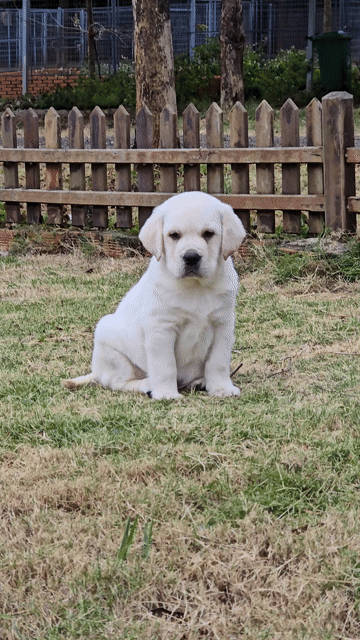 Chó Labrador Retriever Trắng. Mua bán Chó tại Quận Bình Thạnh Tp Hồ Chí Minh được đăng bởi Bình Phan hình 1