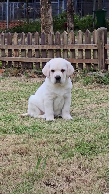 Chó Labrador Retriever Trắng. Mua bán Chó tại Quận Bình Thạnh Tp Hồ Chí Minh được đăng bởi Bình Phan hình 1