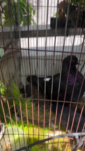 Bồ câu Mon. Mua bán Chim tại Thành phố Thủ Đức Tp Hồ Chí Minh được đăng bởi Hà Minh Tường hình 1