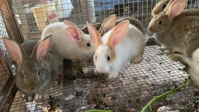 Bán thỏ con. Mua bán Thú cưng khác tại Thành phố Tân An Long An được đăng bởi Trịnh Khánh Nhung hình 1