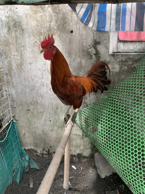 Gà Tre lai Mỹ trống 4-5 tháng. Mua bán Gà tại Thị xã Bình Minh Vĩnh Long được đăng bởi Nguyễn Quang Vinh hình 1