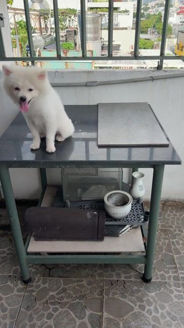 Chó Phốc Sóc lông dày mềm mại. Mua bán Chó tại Quận Phú Nhuận Tp Hồ Chí Minh được đăng bởi Dương Minh Hiếu hình 1