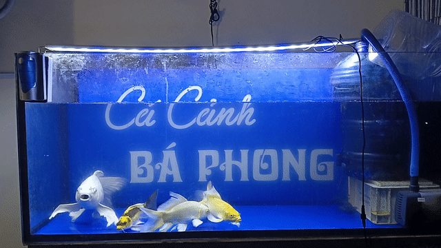 Cá chép cảnh và koi hẻm ngã sáu BMT. Mua bán Thú cưng khác tại Thành phố Buôn Ma Thuột Đắk Lắk được đăng bởi Tiệm Cá Cảnh Bá Phong BMT hình 1