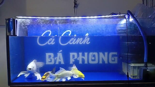 Cá chép cảnh và koi hẻm ngã sáu BMT. Mua bán Thú cưng khác tại Thành phố Buôn Ma Thuột Đắk Lắk được đăng bởi Tiệm Cá Cảnh Bá Phong BMT hình 1