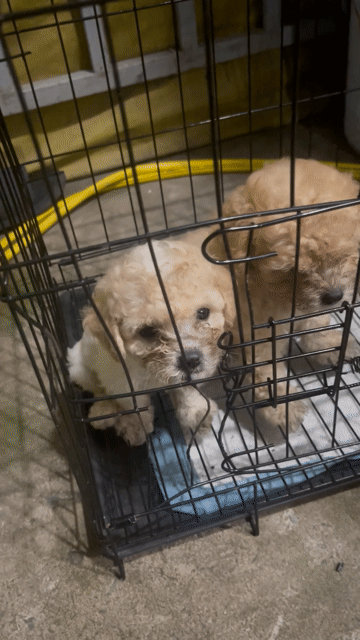 Chó Poodle cái Vàng kem. Mua bán Chó tại Huyện Đức Hòa Long An được đăng bởi Khang hình 1