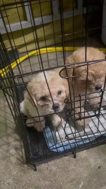 Chó Poodle cái Vàng kem. Mua bán Chó tại Huyện Đức Hòa Long An được đăng bởi Khang hình 1