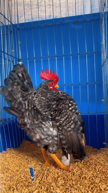 Gà Serama cú trống 6 tháng. Mua bán Gà tại Huyện Mỏ Cày Nam Bến Tre được đăng bởi thanh phương hình 1