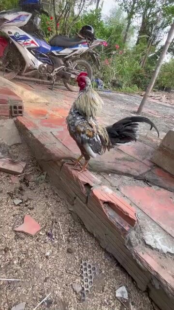 trống tre  Bắc. Mua bán Gà tại Thành phố Sa Đéc Đồng Tháp được đăng bởi lê Cường  hình 1