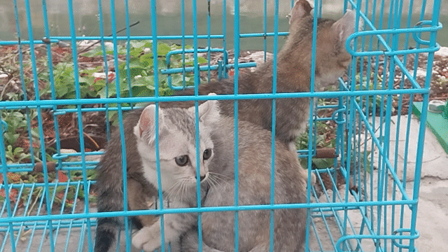 Mèo lông ngắn tai xoắn 2 tháng HÀ NỘI. Mua bán Mèo tại Quận Hoàng Mai Hà Nội được đăng bởi thiện nhân hình 1