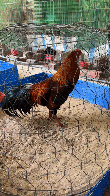 Gà tơ. Mua bán Gà tại Huyện Trà Ôn Vĩnh Long được đăng bởi Thanh duy hình 1