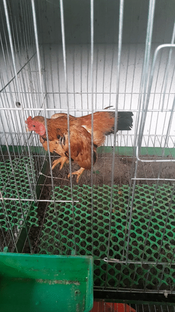 tre bắc cộc  8-10 tháng. Mua bán Gà tại Thành phố Vĩnh Long Vĩnh Long được đăng bởi vương hình 1