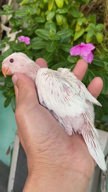 Bé vẹt ringneck trắng siu hiền biết nói. Mua bán Chim tại Quận Phú Nhuận Tp Hồ Chí Minh được đăng bởi Thuý An hình 1