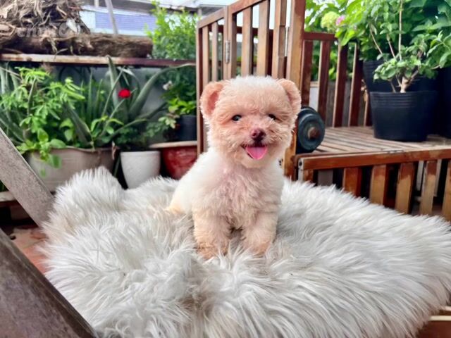 Chó Poodle Cái màu Kem. Mua bán Chó tại Thành phố Biên Hòa Đồng Nai được đăng bởi lương hùng hình 1