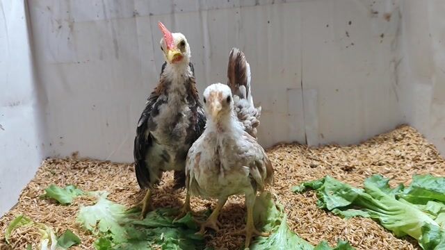 CẶP GÀ TRỐNG ĐIỀU(€) & MÁI ĐIỀU BÔNG NÂU SERAMA. Mua bán Gà tại Quận 8 Tp Hồ Chí Minh được đăng bởi THUẬN PHÁT SERAMA hình 1